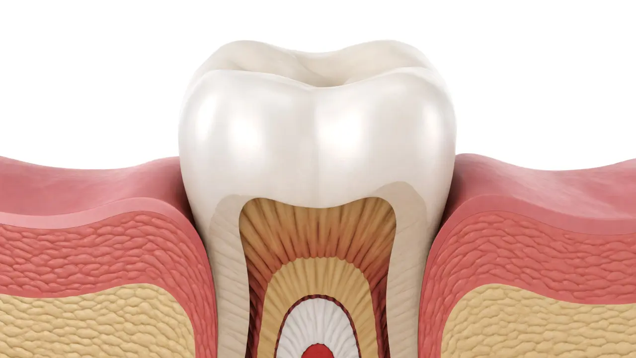Lékařská ilustrace řezu zubem s odhaleným krčkem a otevřenými dentinovými kanálky.